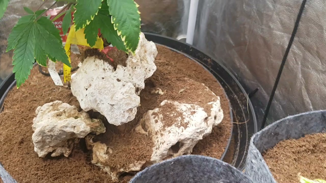 chocolate og mint kush veg plus others