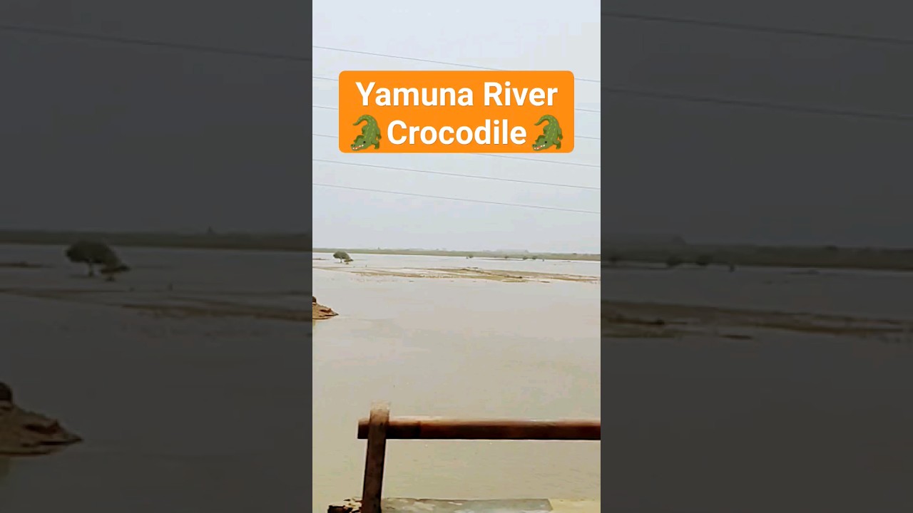 🐊🐊 YAMUNA RIVER 🐊🐊 CROCODILE 🐊🐊#viral #shorts #crocodile #yamunariver #yamuna #trending #explorepage