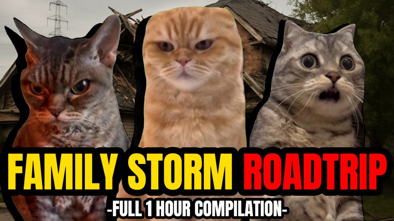 CAT MEMES: FAMILY STORM ROADTRIP FULL 1 HOUR COMPILATION