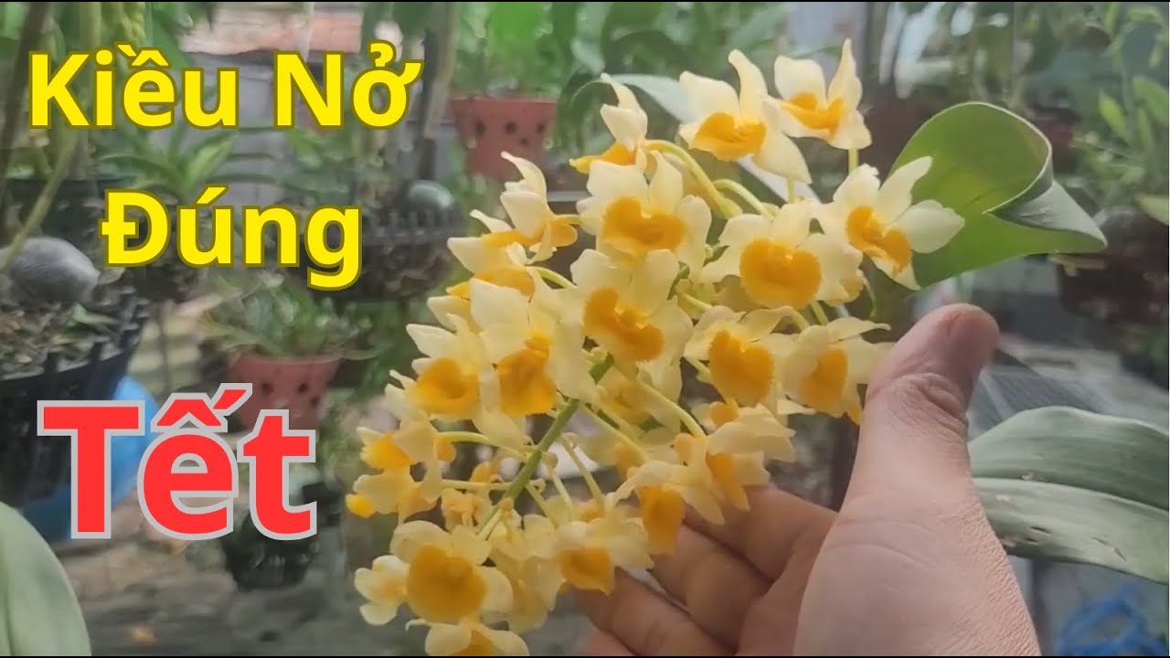 Kích Hoa Tết Cho Lan Kiều - Phải Canh Đúng Thời Gian Cho Từng Dòng Kiều Khác Nhau.