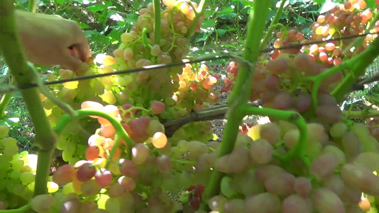 Кишмиш Лучистый на 15.08. Урожай 2016г