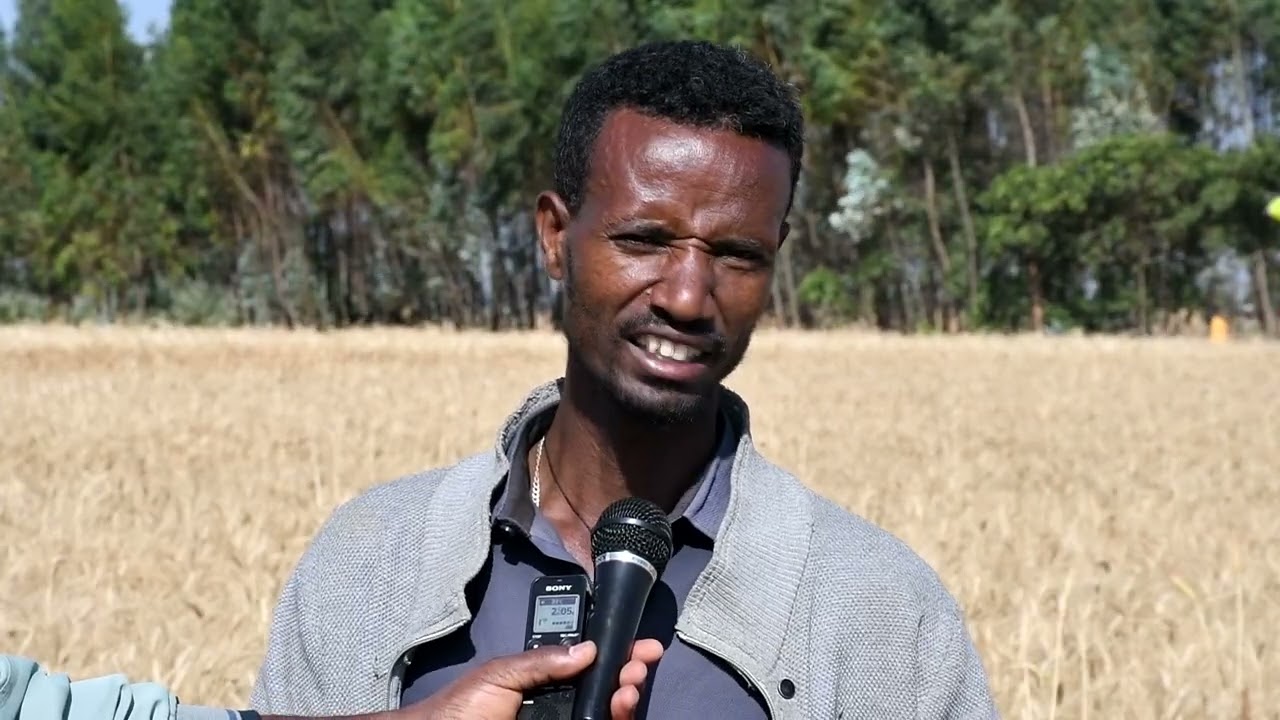 ከማጭድ ወደ ኮምባይነር