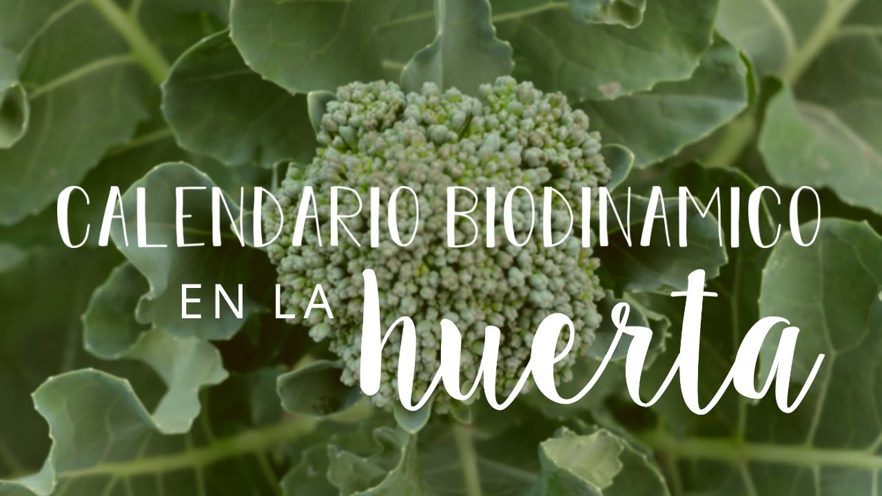 CALENDARIO BIODINÁMICO en la HUERTA | Breve GUÍA sobre cómo utilizarlo para nuestros CULTIVOS 🌙🌱