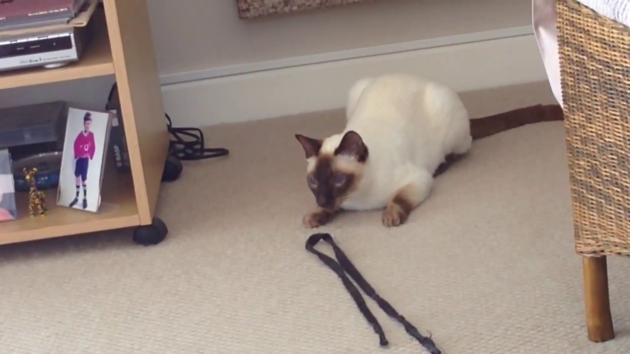 Pushkin the Chocolate Point Siamese cat still playing fetch!