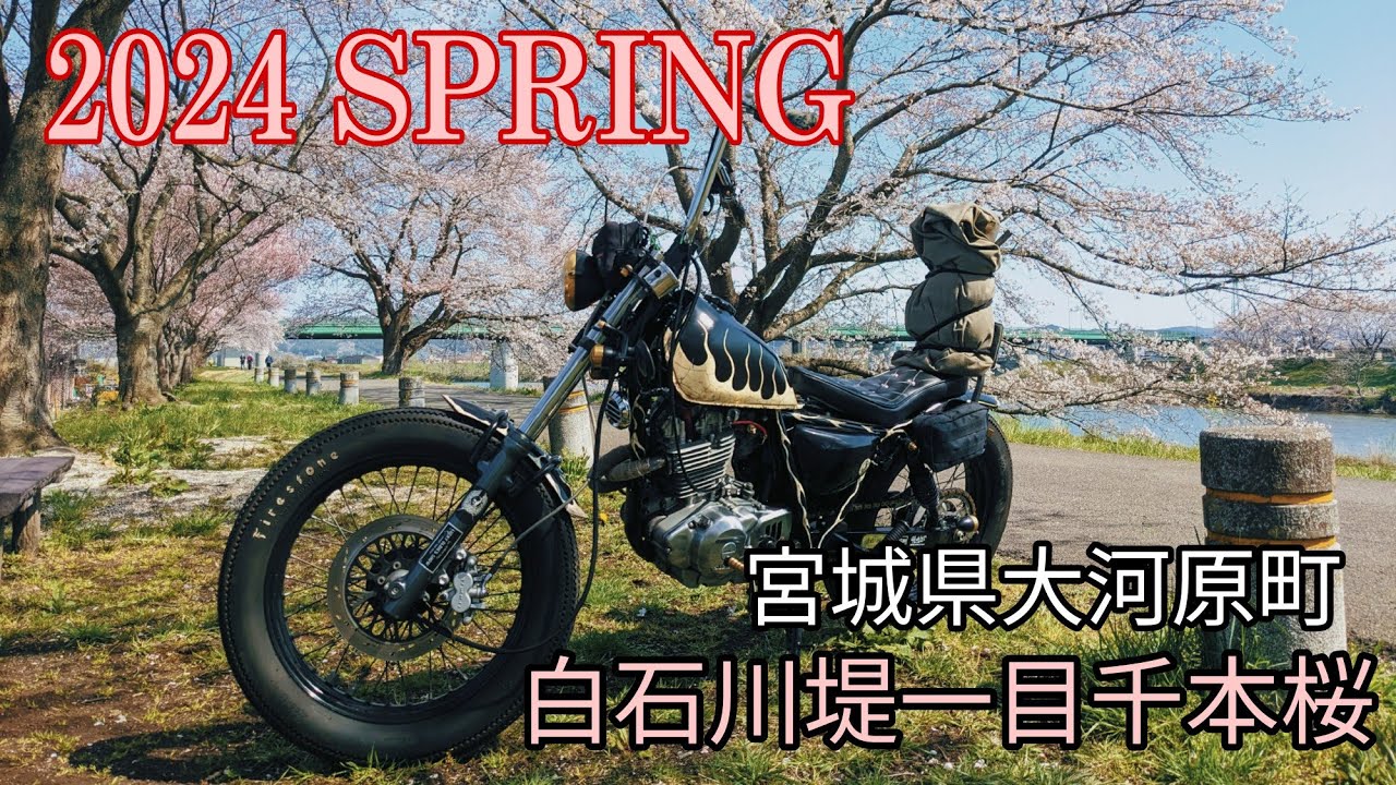 2024春、グラストラッカーチョッパーで行く！桜ツーリング🌸大河原町一目千本桜
