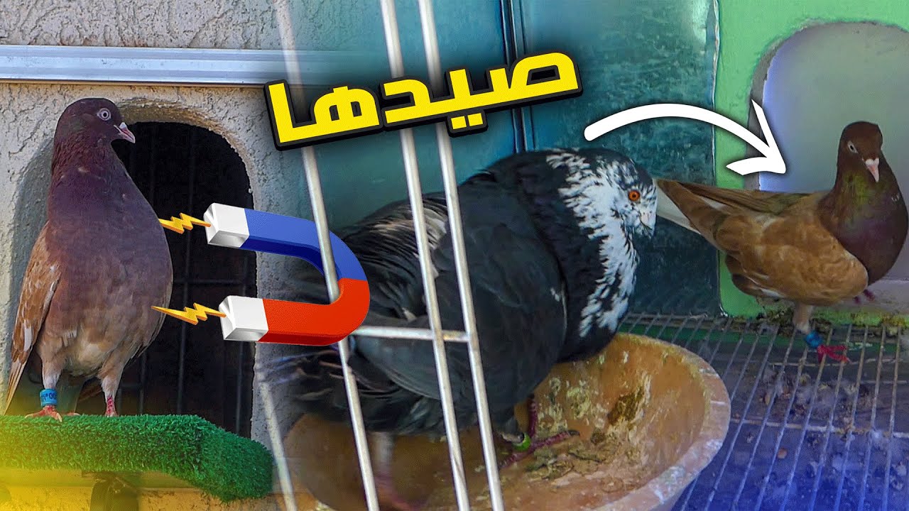 ذكر 