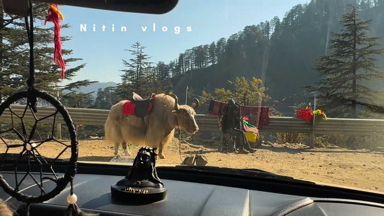 Himachal mai yaak 😮 mene yaak dekha 