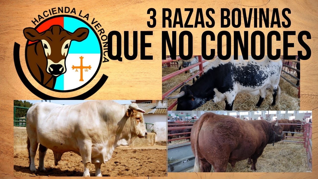 3 RAZAS BOVINAS QUE NO CONOCIAS