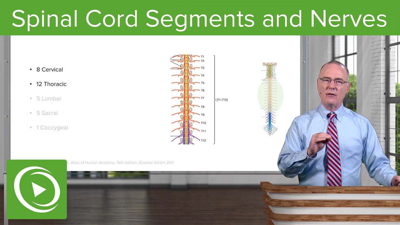 Spinal Cord Segments & Spinal Nerves &ndash; Brain & Nervous System | Lecturio