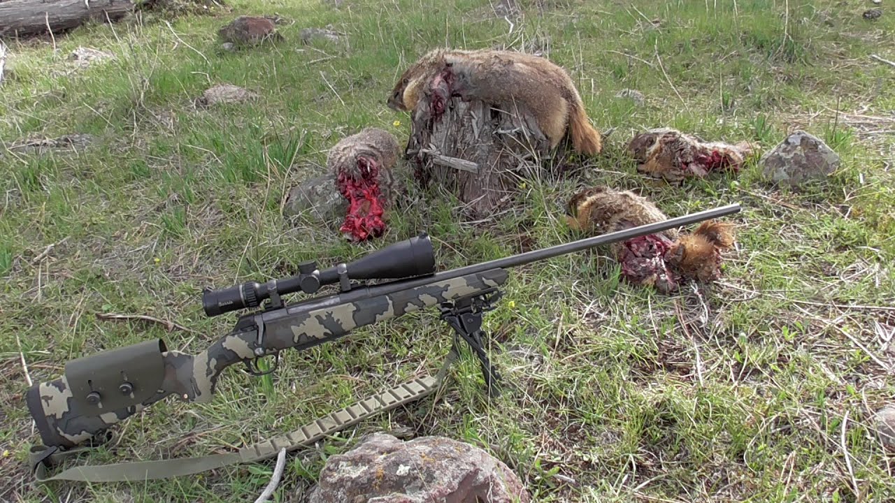 7mm Remington Magnum 100 grain Sierra Varminters vs Rock Chucks | Rock Chuck Hunting