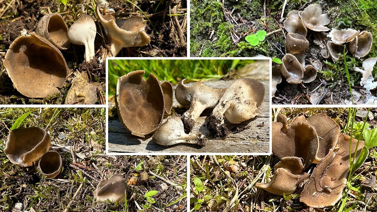 Kleine Becherlorchel Verwechslung & Portrait | Dissingia confusa, Helvella confusa