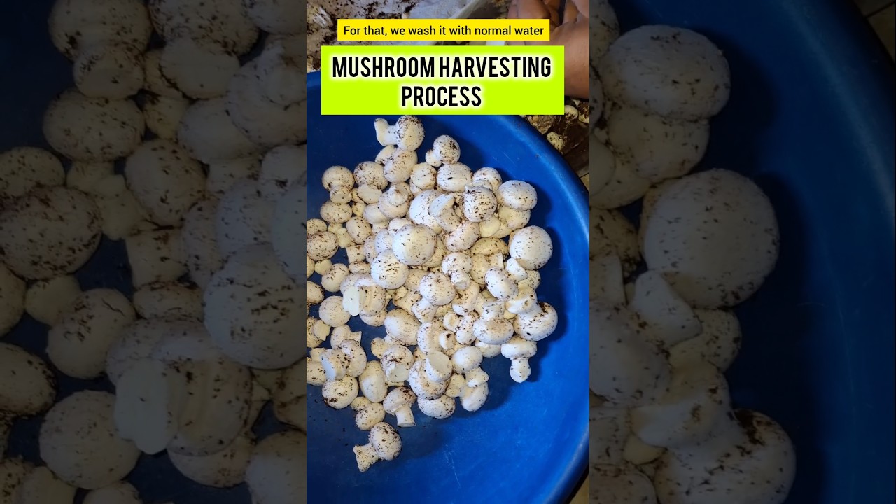 Mushroom harvesting process Mushroom saaf kaise karte hai #shorts