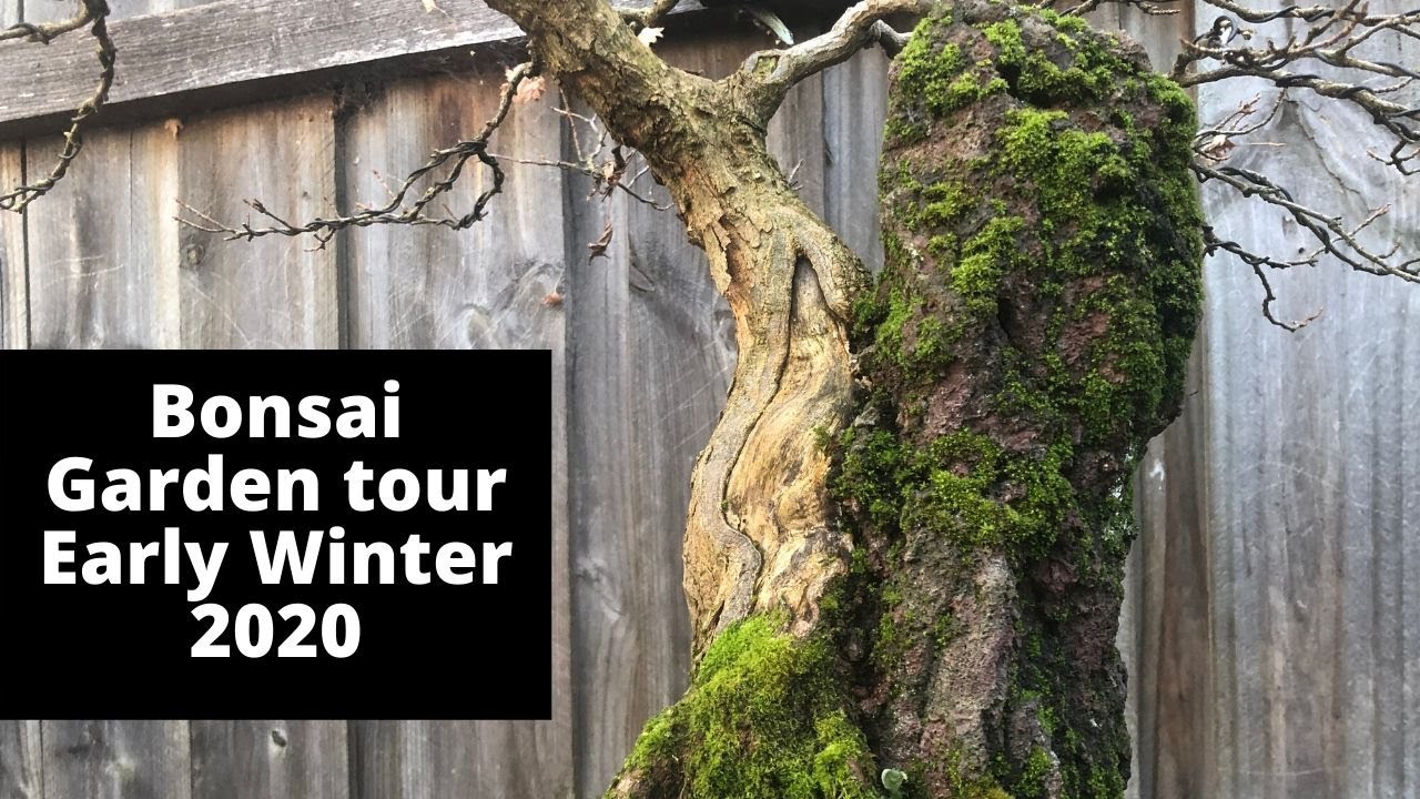 Bonsai Garden Tour early Winter Melbourne May 2020