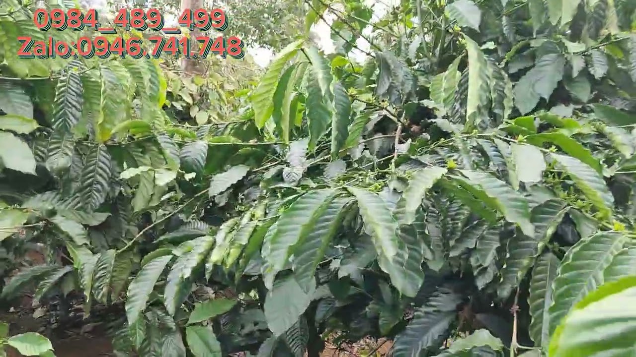(lô 234) đất chưa sổ khoảng 1,5ha Nâm N'jang 