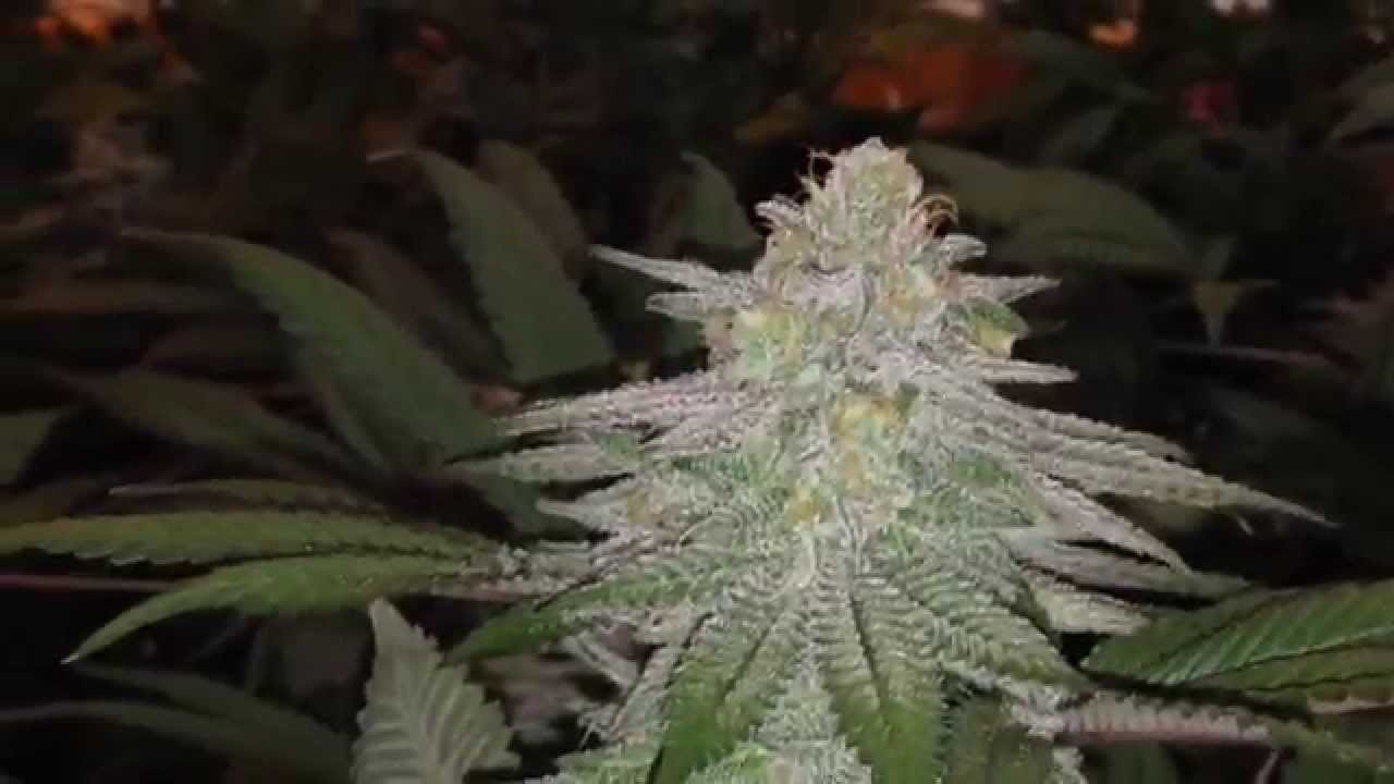 WCC: Flower Day 45