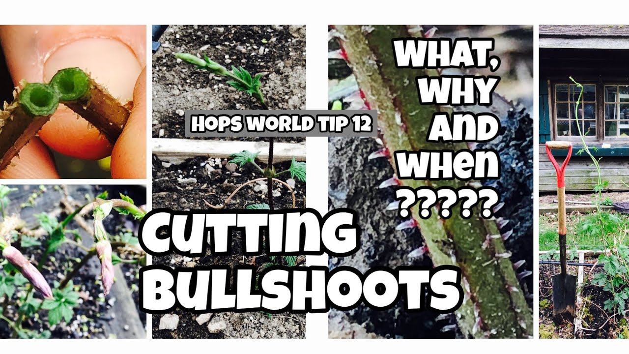 CUTTING BULL SHOOTS - WHAT, WHY and WHEN ??? HOPS WORLD TIP 12