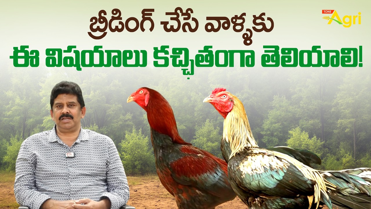 Pandem Kollu Pempakam | Chinni Farms | బ్రీడింగ్ చేసే వాళ్ళకు ఈ విషయాలు కచ్ఛితంగా తెలియాలి Tone Agri