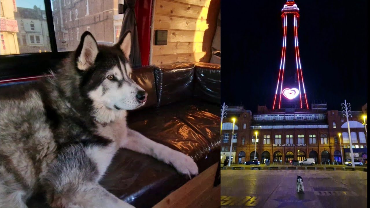 Husky Excited For Blackpool Lights To Come On