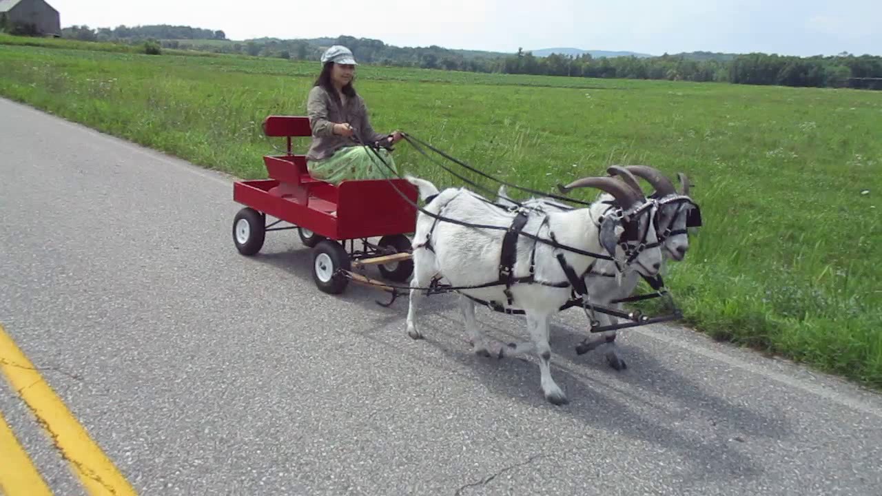 Team Snazzy Goat: Clips from a Summer Drive