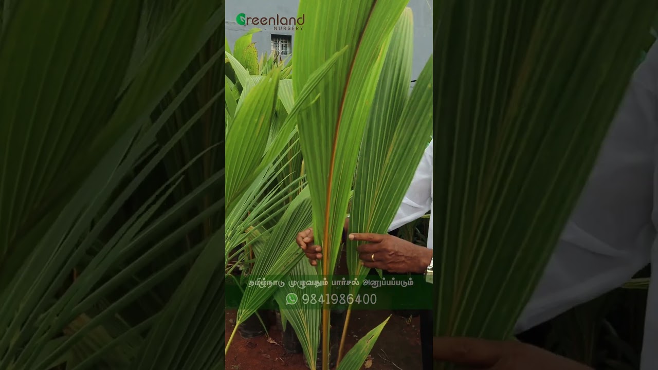 குட்டை ரக தென்னை - ஒரு சின்ன இடத்தில் வளரக்கூடிய தென்னை🌴Nakkuvari Coconut Trees in Small Spaces! 🏠