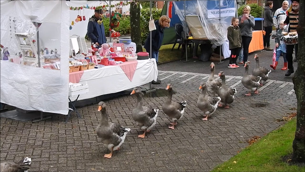 ganzenfanfare Citta Slow dag Vriescheloo 9 9 2017