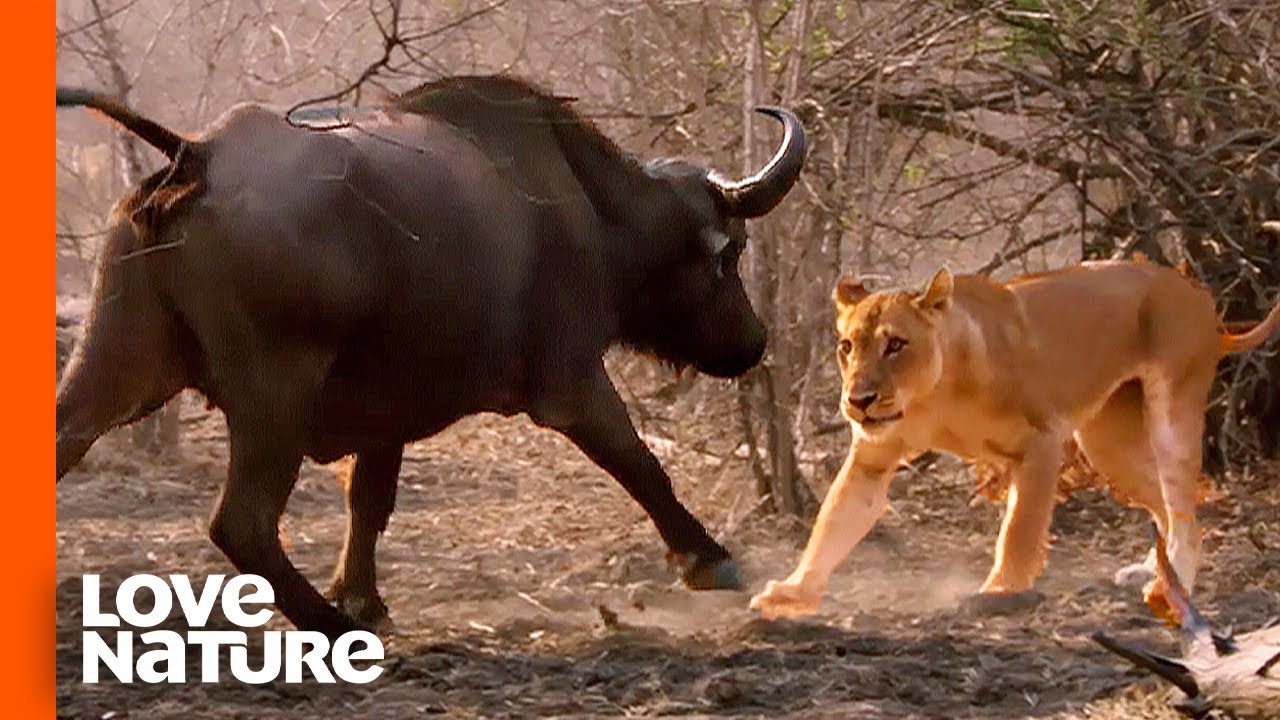 Giant Buffalo Goes Down Fighting MK Lions | Love Nature