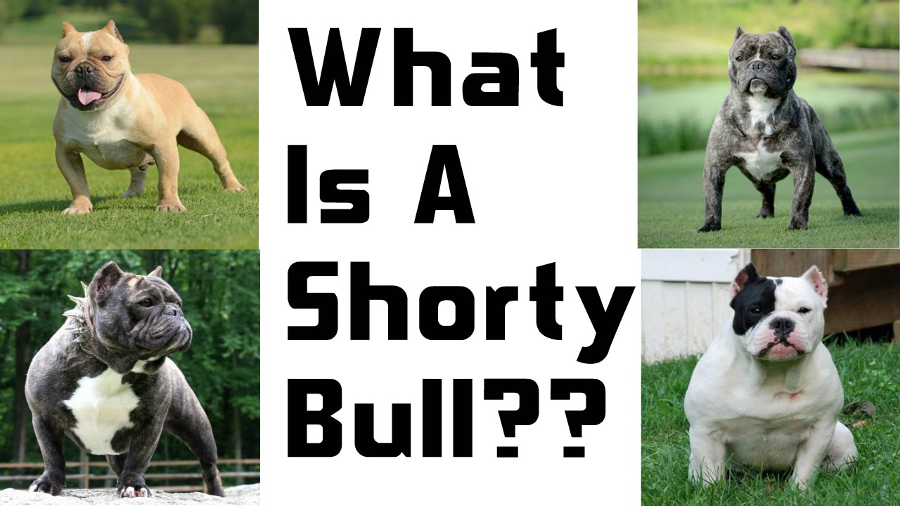 A New And Upcoming Breed: The Shorty Bull
