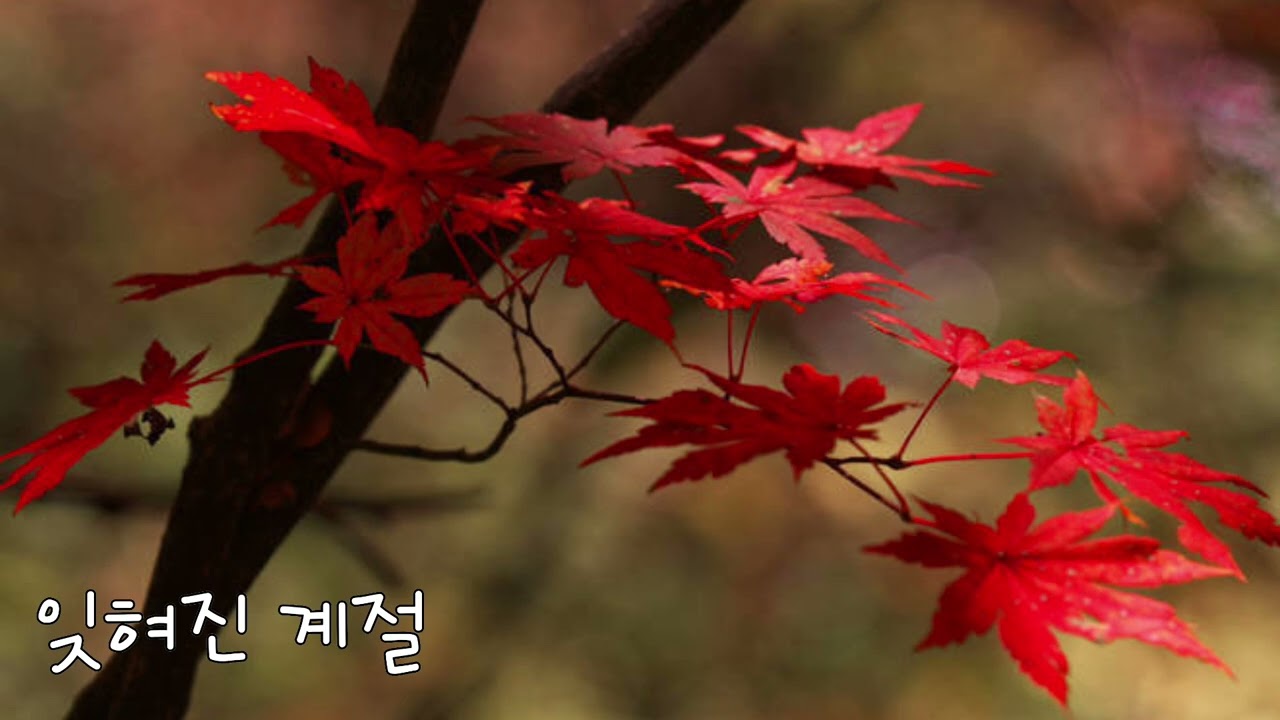 잊혀진 계절(이 용)부르기 까다로운 곡~Cover 인걸이
