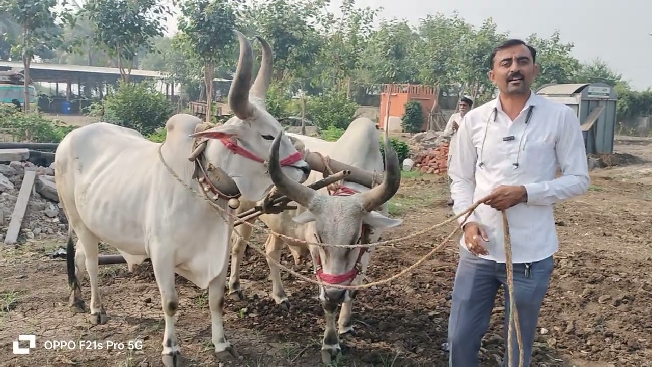 વઢિયારા બળદ ની જોડ