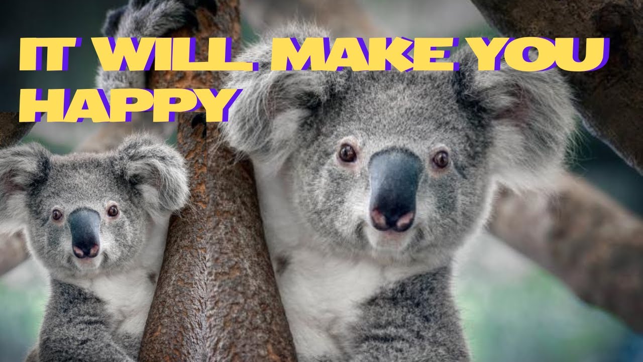 Why Lone Pine Koala Sanctuary is a Must-Visit in Brisbane - Australia