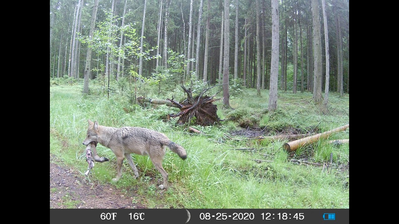 Schyłek sierpnia - jelenie, łoś i syty wilk