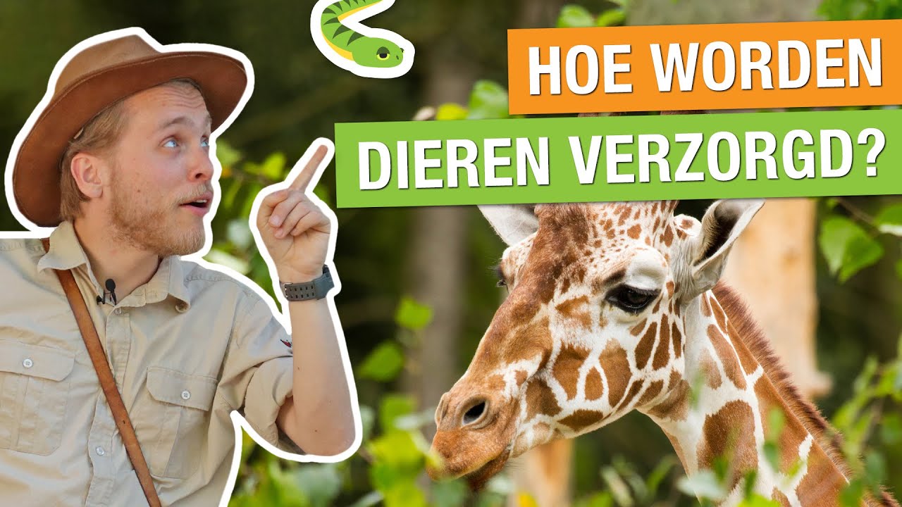 ZO WORDEN DE DIEREN IN EEN DIERENPARK VERZORGD! 🐍🦒 | Op pad met Niels #17
