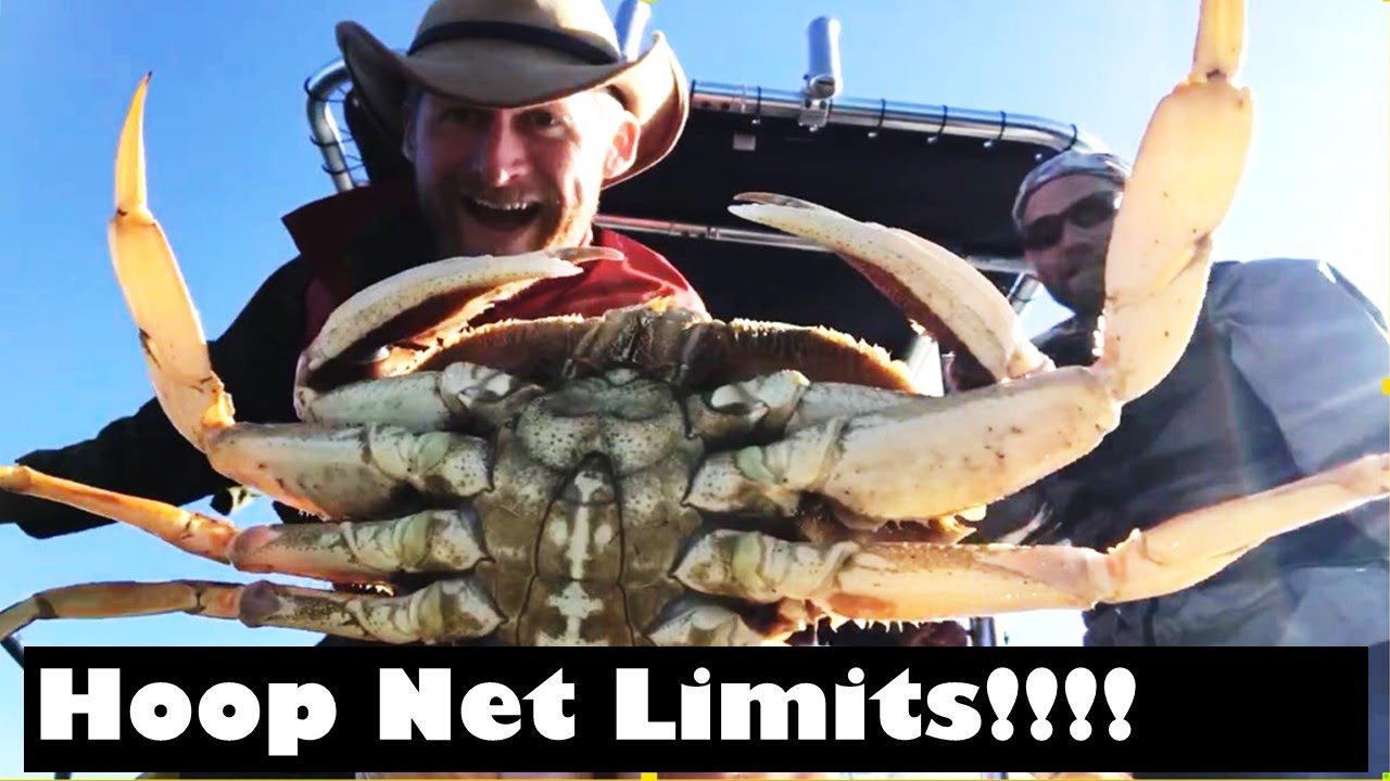 Easy Limits of Dungeness Crab w/ HOOP NETS + Clams, Fish, Mussels.
