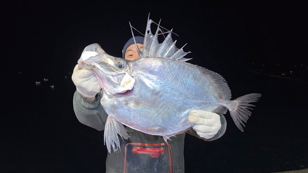와.. 이거 진짜 왜 이렇게 맛있나요..? 입이 괴상하게 생긴 초대형 달고기를 잡아서 먹어보자!