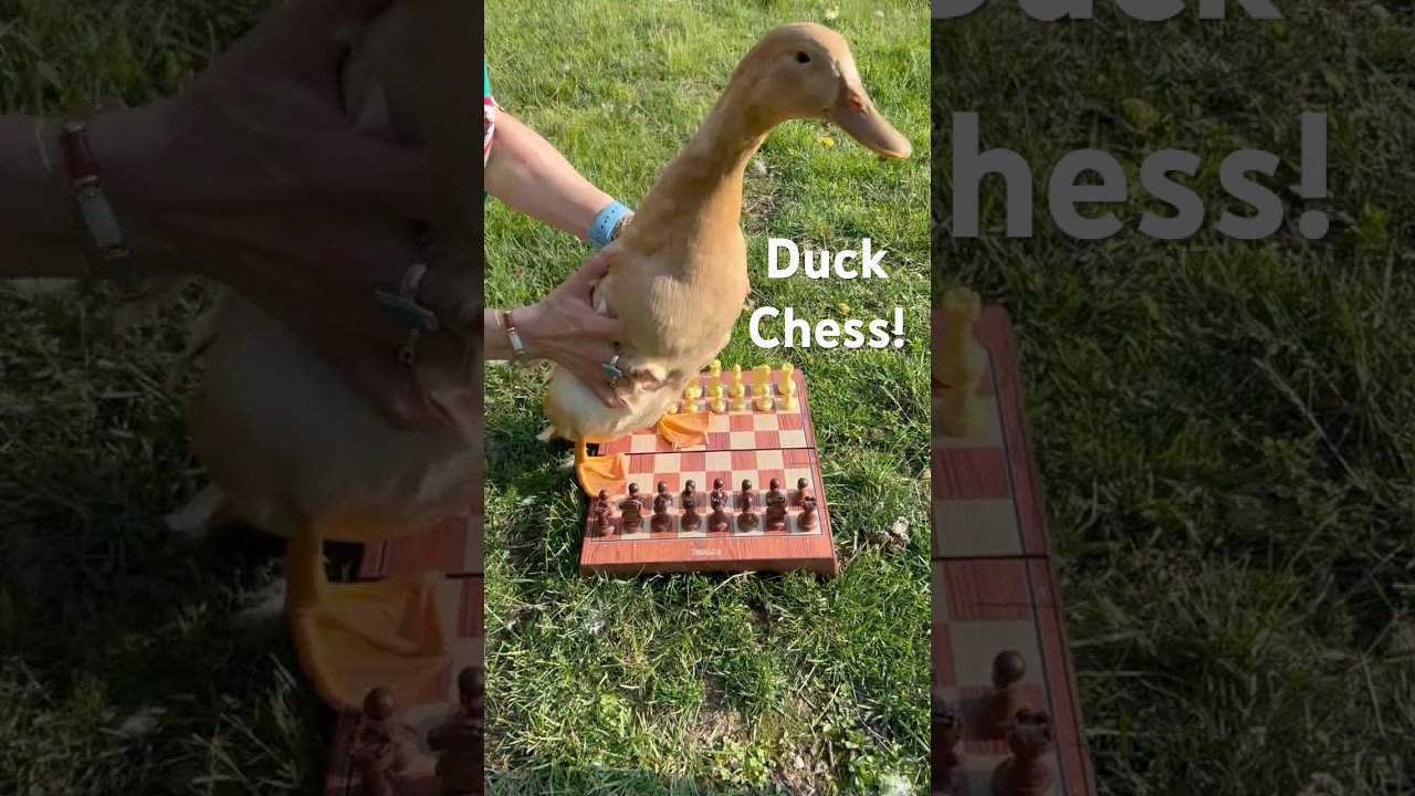 Duck Chess! #shorts #chess #memes
