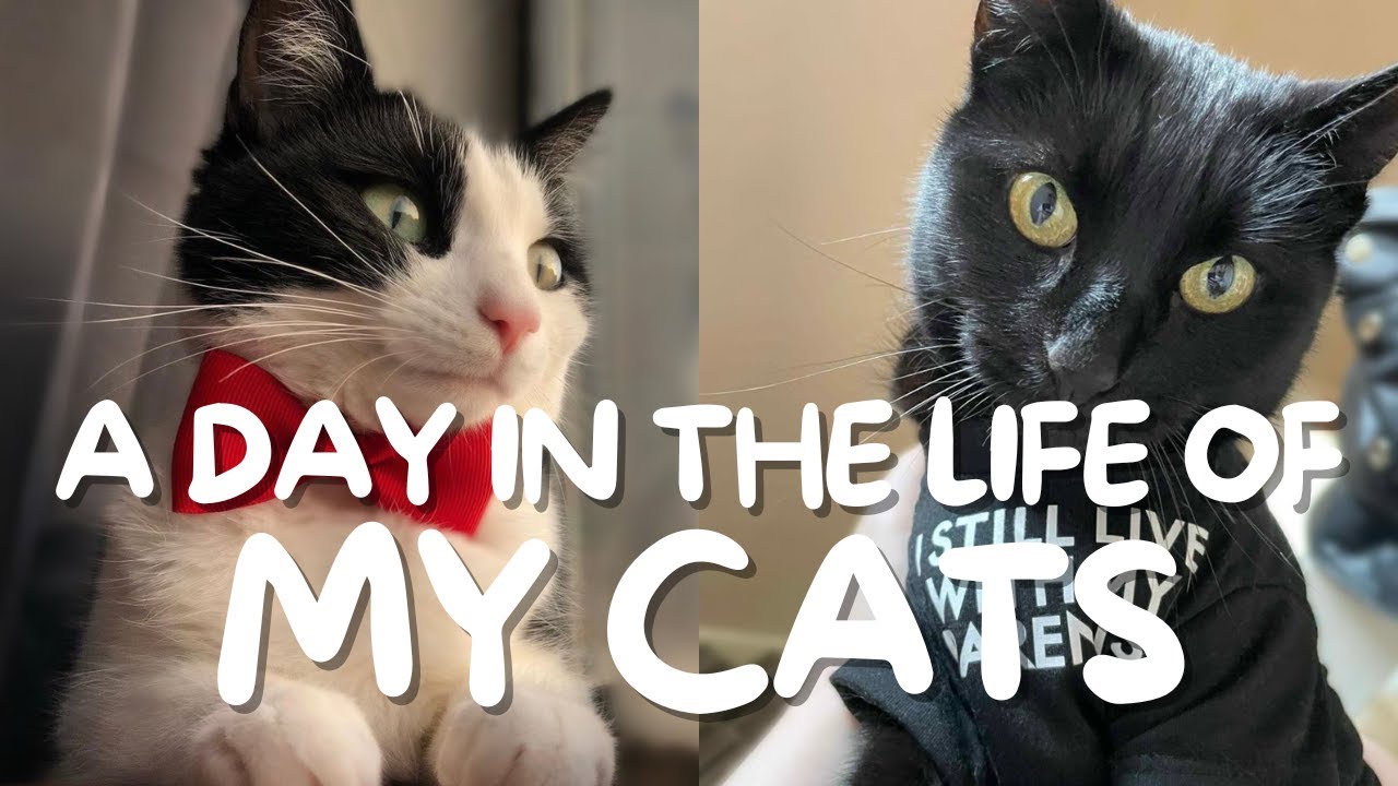 A Day in the Life of my Cats