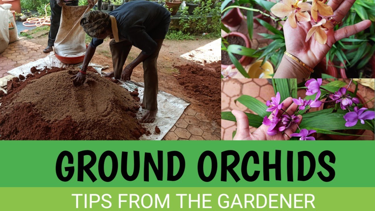 Tips to grow ground orchids (ep 77)
