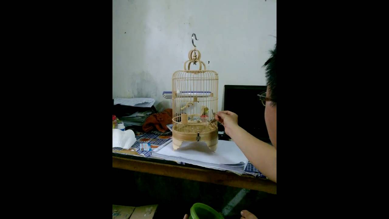 C&Aacute;CH THUẦN CHIM V&Agrave;NG KHUY&Ecirc;N VỪA BẪY VỀ