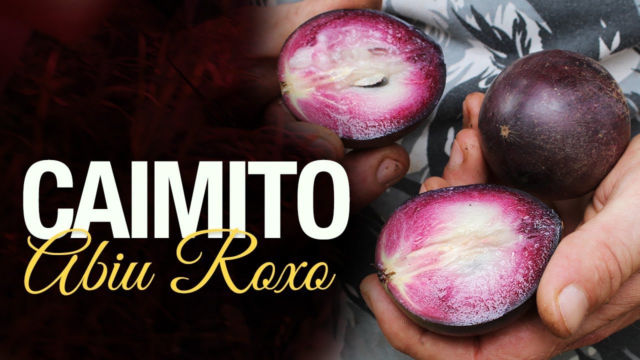 Abiu Roxo ou Caimito - Chrysophyllum cainito