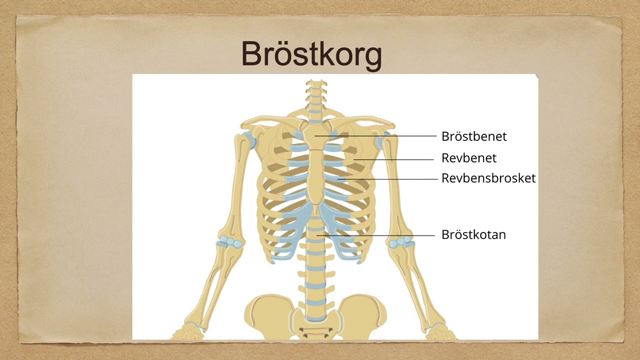 Rörelsesystemet   skelett