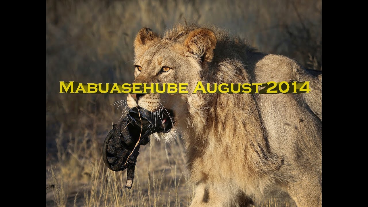 Remake of Mabuasehube Aug 2014   Lions in camp