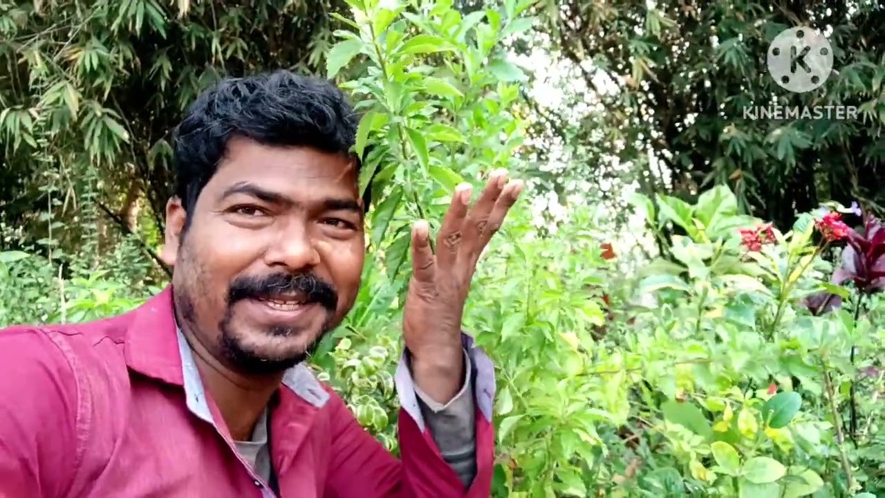 গাছের গ্রোথ বাড়িয়ে তোলার জন্য ফেব্রুয়ারি মাস থেকেই এই সকল পরিচর্যা গুলো করে নিন ফুল হবে বেশি