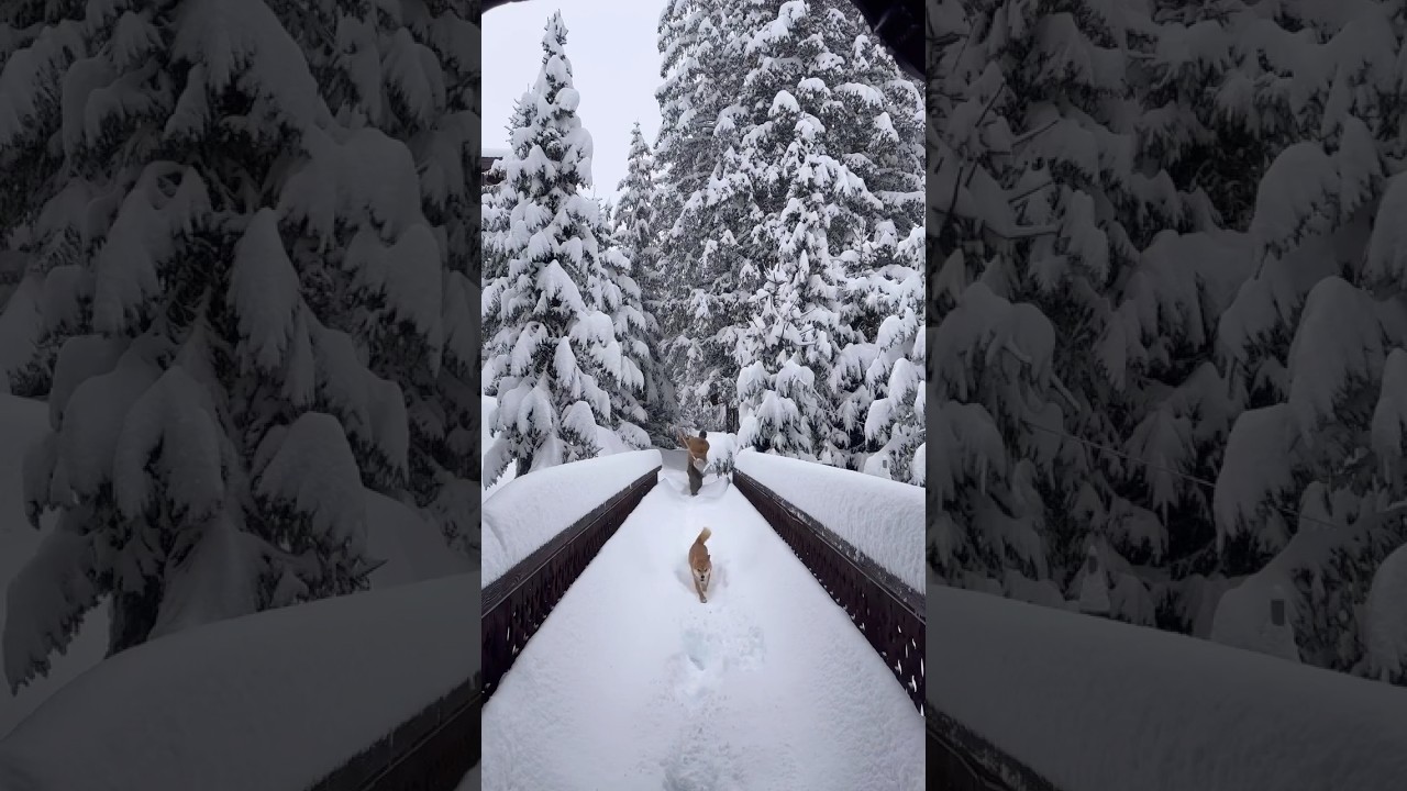 Pomme de 🌲 &agrave; Airelles Courchevel #cedricgrolet #airelles