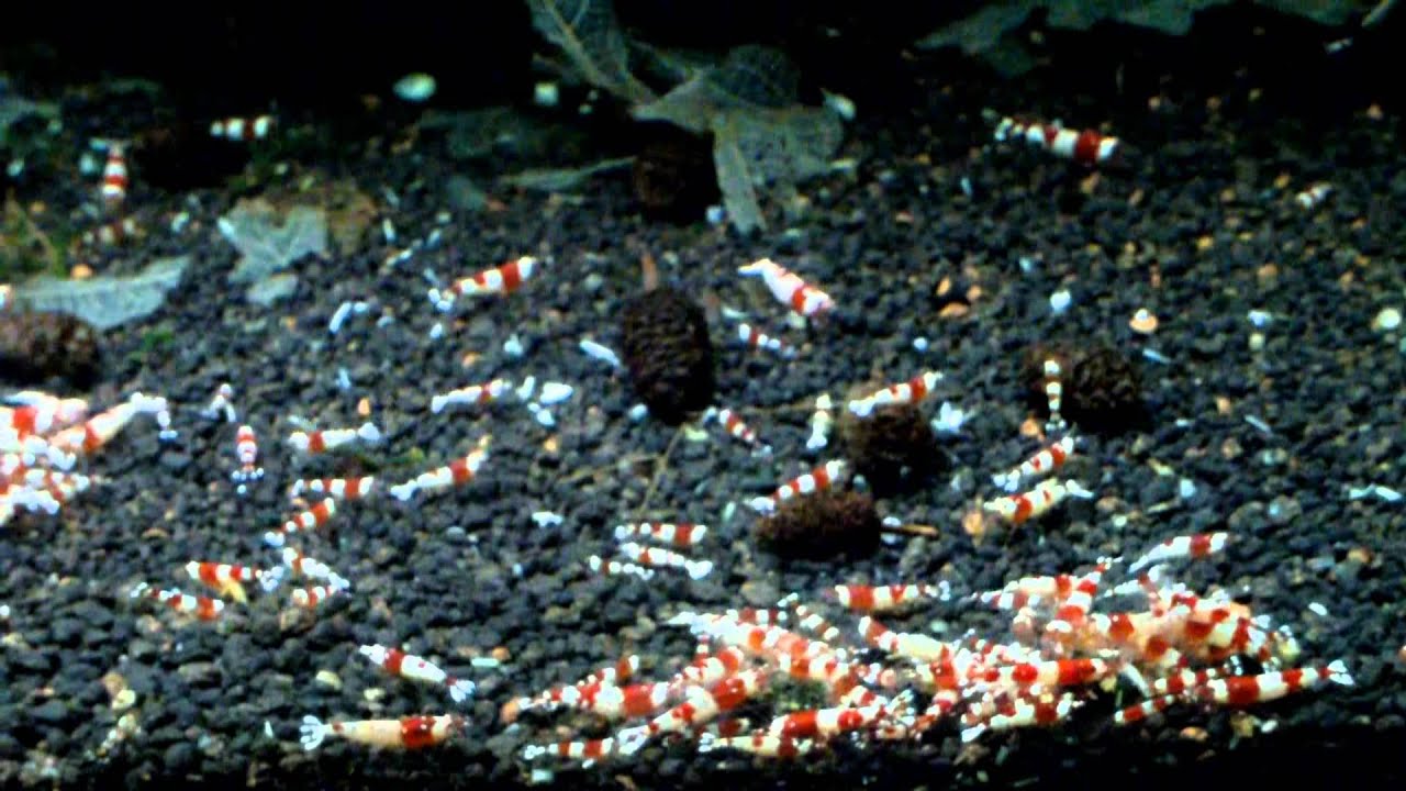 Breeding CRS, CBS and Mutations - 500 liters Rack - 9 month later - Fábio Silva (HD)