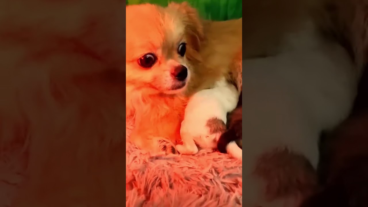 Rescue Dog ❤️ Emotional Story Of Hope | Dog Is My Life