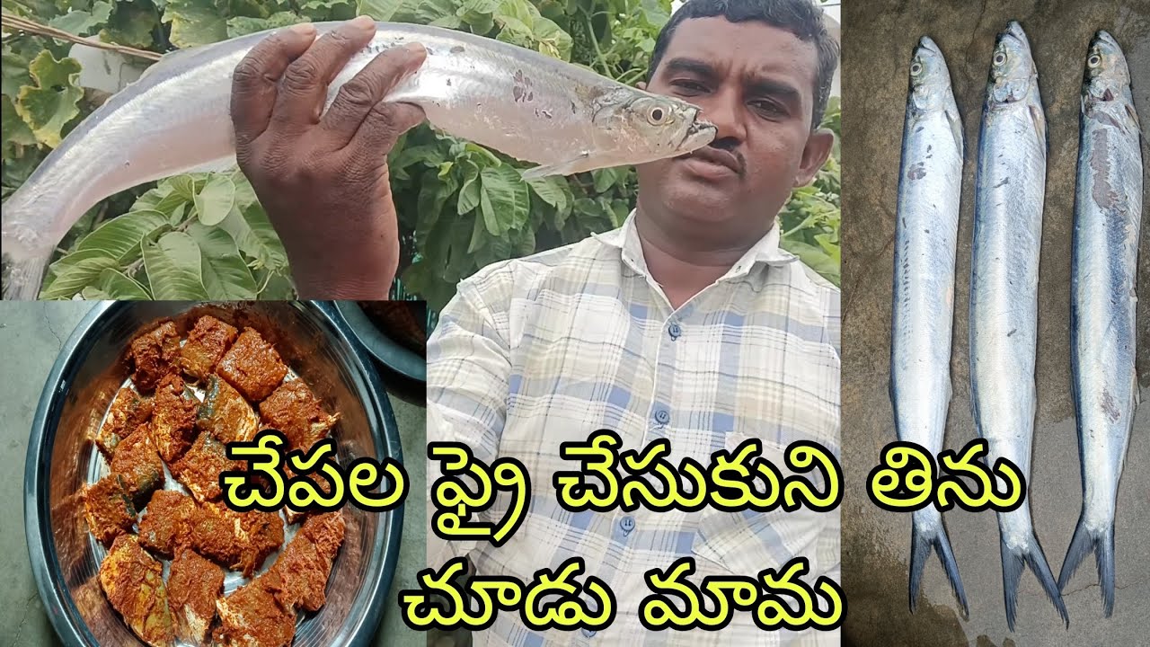 ఈ చేపలు ఫ్రై అయితే సూపర్ టేస్ట్ అయితే ఉన్నాయి#viralvideo #fishing #trending #food #fishfry #water 