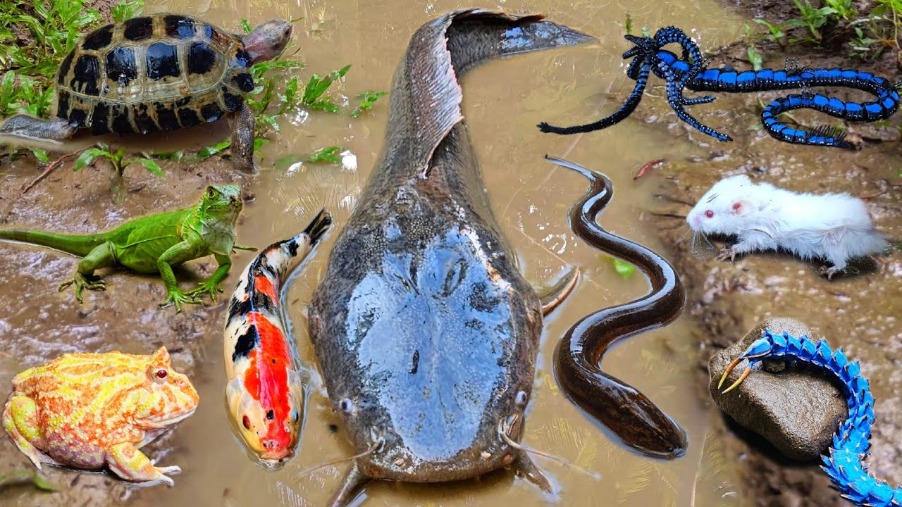 Menangkap ikan lele besar dalam lubang ada banyak ikan hias, ikan gabus, belut, kura kura, katak