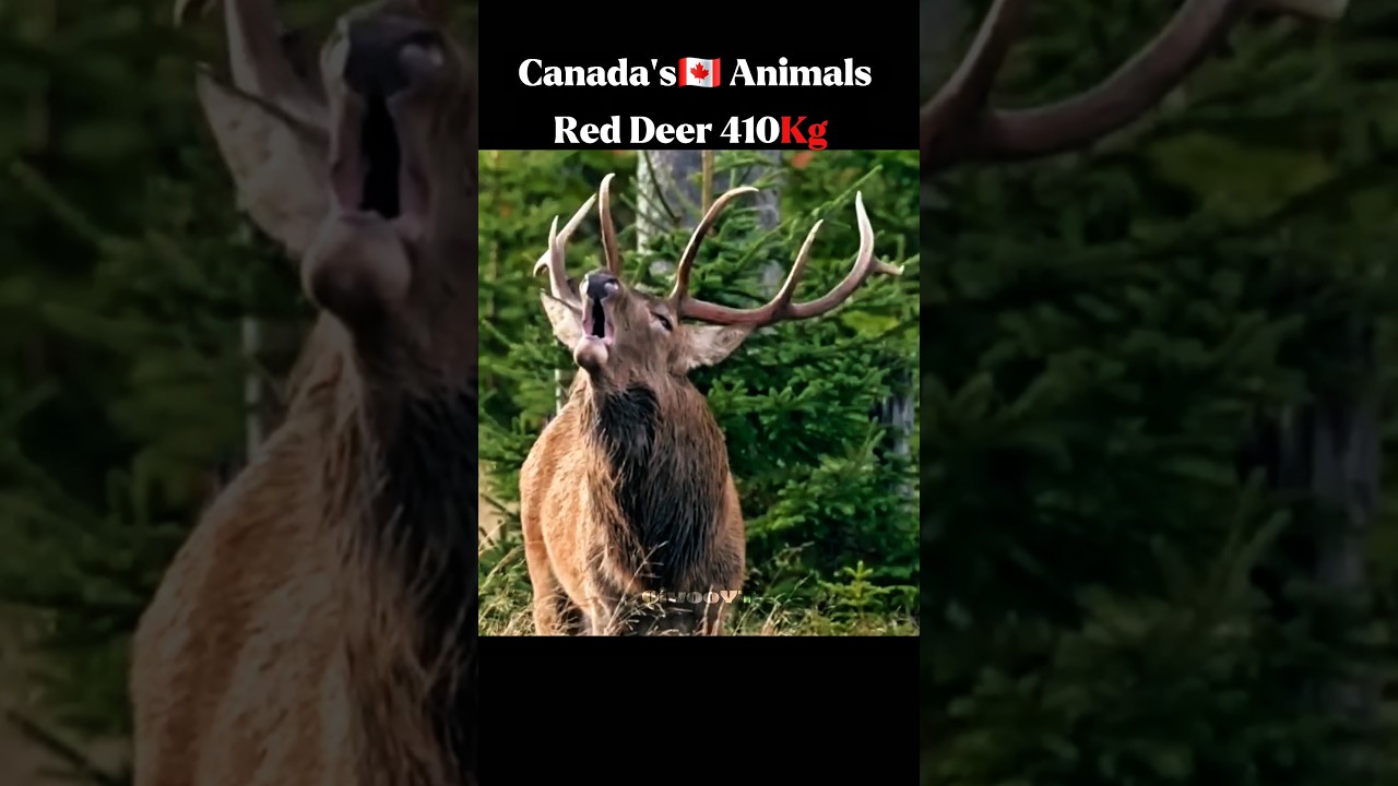 Animals Weight From Canada🇨🇦❗️ #animals #wildlife #reddeer