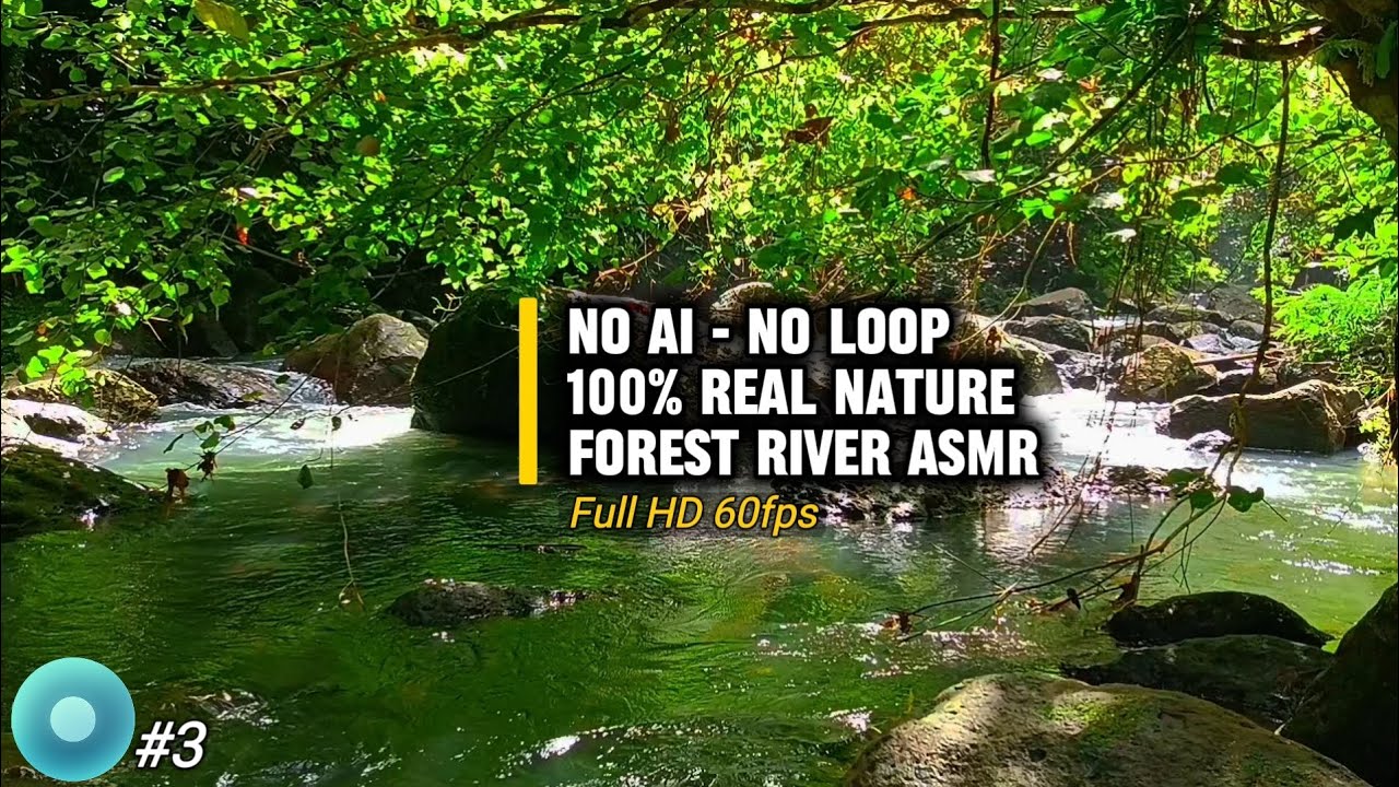 Real Forest River ASMR for Focus, Relaxation, and Sleep (100% Real Nature) No AI – No Loop