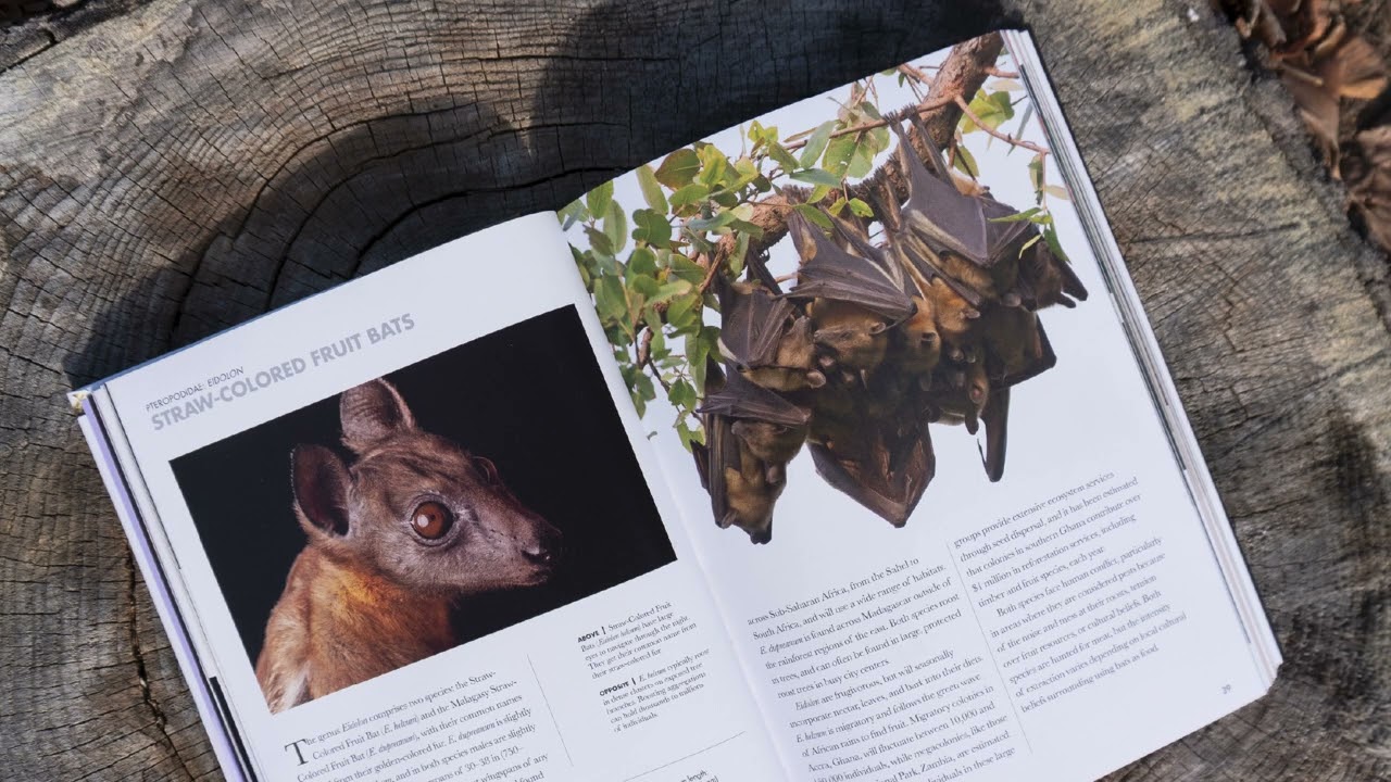 Bats of the World: A Guide to Every Family